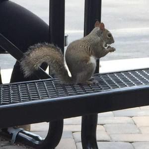 Meet your Posher, Eneida